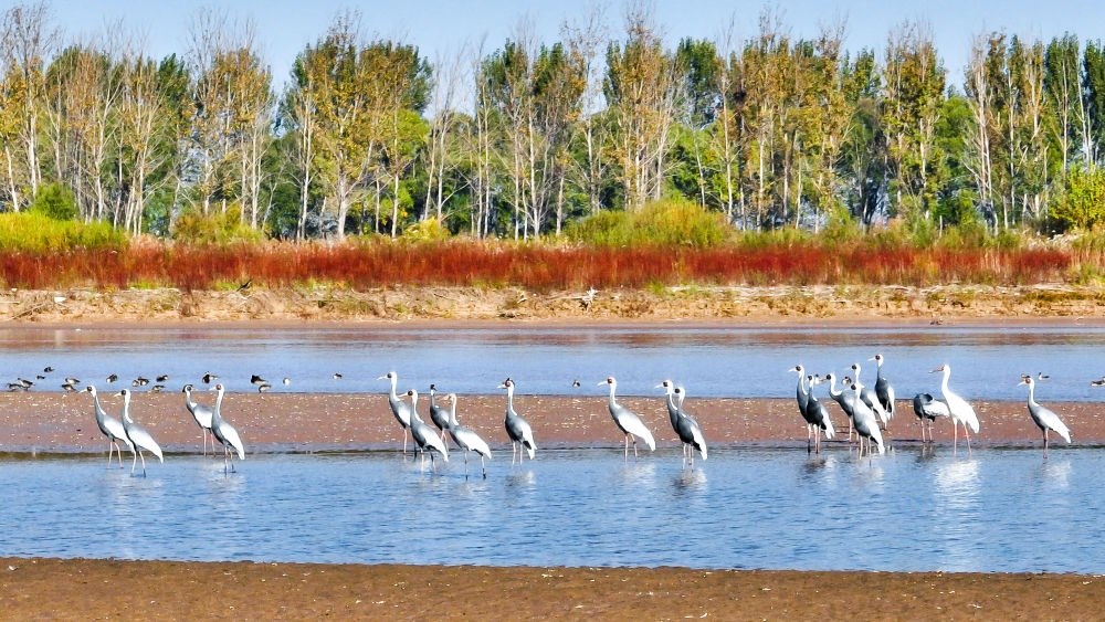 在山東黃河三角洲國家級自然保護(hù)區(qū)拍攝的白枕鶴（2022年10月18日攝）。新華社發(fā)（楊斌 攝）