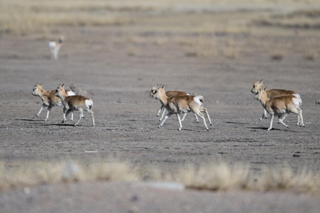 這是1月24日在青海省海北藏族自治州剛察縣哈爾蓋鎮(zhèn)境內(nèi)的草原上拍攝的普氏原羚。新華社記者 張龍 攝