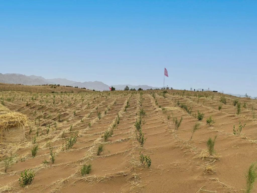 內(nèi)蒙古巴彥淖爾市杭錦后旗治沙新品種沙木蓼和四翅濱藜苗木示范區(qū)。新華社記者 李云平 攝