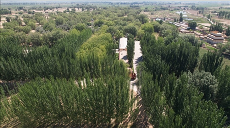 △內(nèi)蒙古巴彥淖爾臨河區(qū)國營新華林場