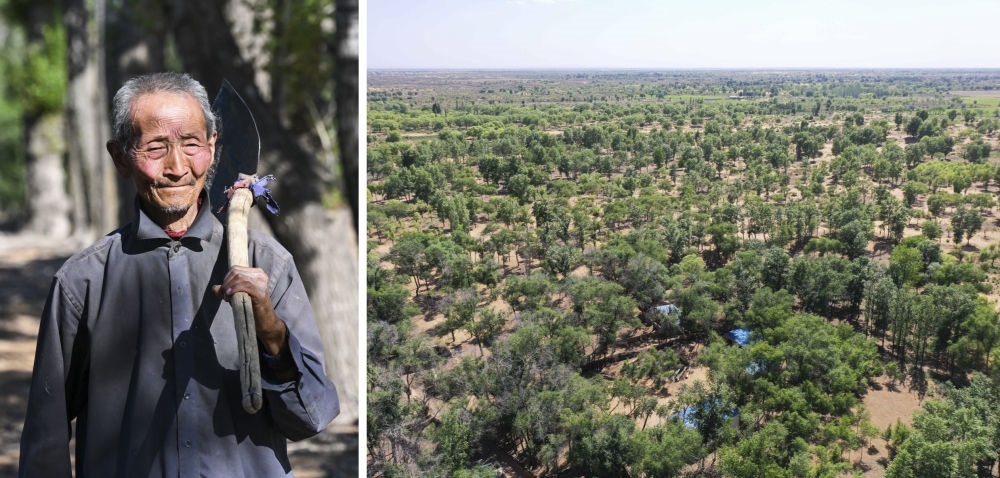 拼版照片：左圖為內(nèi)蒙古鄂托克前旗呼和陶勒蓋嘎查的牧民曹扎娃出門勞作（2023年6月14日攝）；右圖為曹扎娃的承包地（2023年6月14日攝，無人機(jī)照片）。20世紀(jì)80年代，在毛烏素沙地中，曹扎娃主動(dòng)承包了2300多畝沙地。這么多年來，曹扎娃堅(jiān)持種樹治沙，最終將沙地變成了林海。新華社記者 劉磊 攝