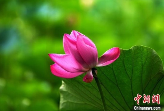 6月19日，時值一年畢業(yè)季，四川大學(xué)望江校區(qū)荷花池里的荷花盛開，成為了畢業(yè)生們的打卡圣地，吸引了眾多畢業(yè)生拍照留念。圖為盛開的荷花。中新社記者 安源 攝