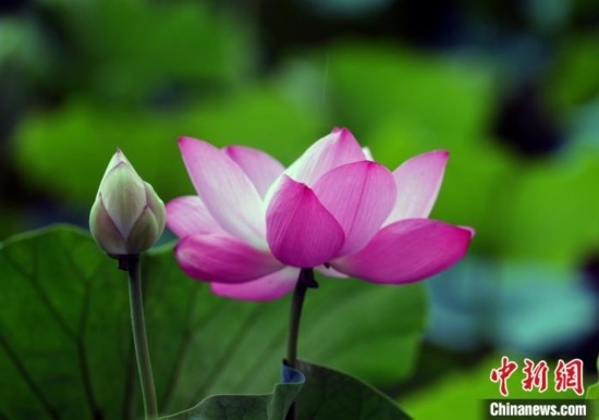 6月19日，時值一年畢業(yè)季，四川大學(xué)望江校區(qū)荷花池里的荷花盛開，成為了畢業(yè)生們的打卡圣地，吸引了眾多畢業(yè)生拍照留念。圖為盛開的荷花。中新社記者 安源 攝