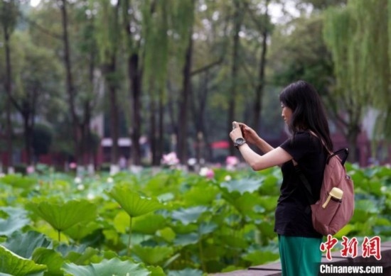 6月19日，時值一年畢業(yè)季，四川大學(xué)望江校區(qū)荷花池里的荷花盛開，成為了畢業(yè)生們的打卡圣地，吸引了眾多畢業(yè)生拍照留念。圖為畢業(yè)生在荷花池邊拍照留念。中新社記者 安源 攝
