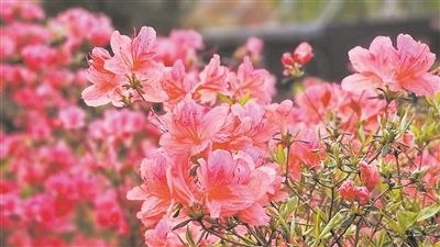 井岡山大學(xué)北區(qū)的生物園內(nèi)，一叢叢映山紅競相怒放。井岡山大學(xué)供圖