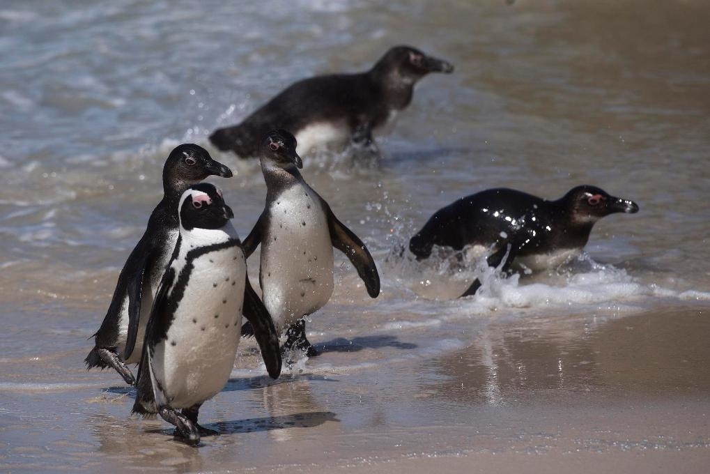 這是2021年9月29日在南非西蒙斯敦的博爾德斯海灘拍攝的捕食歸來(lái)的非洲企鵝。新華社記者 陳誠(chéng) 攝