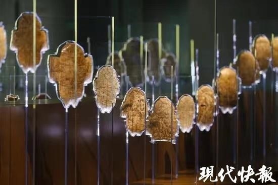 殷墟博物館新館內(nèi)展出的甲骨
