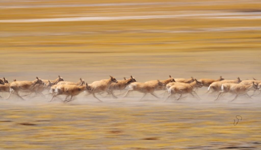 2024年6月13日，在羌塘國(guó)家級(jí)自然保護(hù)區(qū)，遷徙中的藏羚羊奔跑起來。新華社記者費(fèi)茂華攝