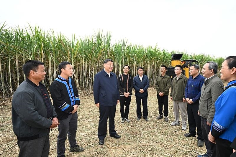 2023年12月14日，習(xí)近平總書記在廣西來(lái)賓市國(guó)家現(xiàn)代農(nóng)業(yè)產(chǎn)業(yè)園黃安優(yōu)質(zhì)“雙高”糖料蔗基地考察時(shí)，同蔗農(nóng)、農(nóng)機(jī)手和農(nóng)技人員親切交流。