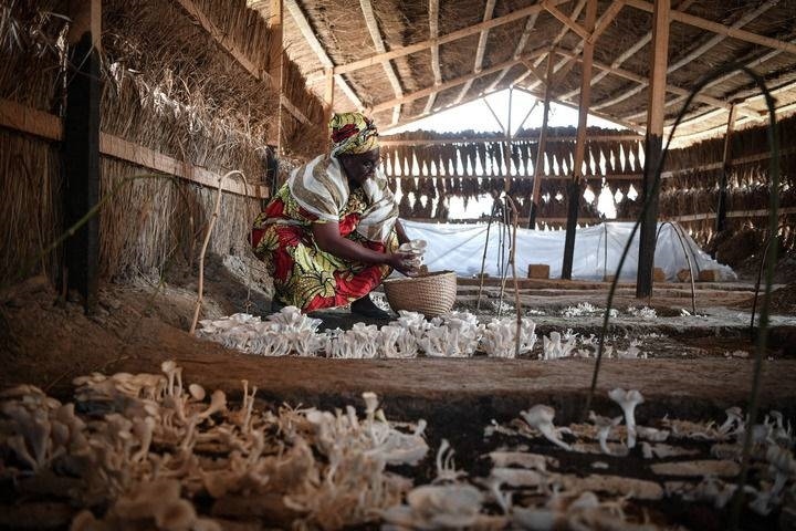 2024年2月6日，在中非共和國(guó)達(dá)馬拉，法蒂瑪在菇棚內(nèi)收獲菌草菇。2022年，法蒂瑪在聽(tīng)說(shuō)中國(guó)菌草專家在班吉傳授技術(shù)后主動(dòng)前往學(xué)習(xí)，從一間小菌棚起步，逐漸擴(kuò)大為如今小有名氣的合作社。新華社記者 韓旭 攝