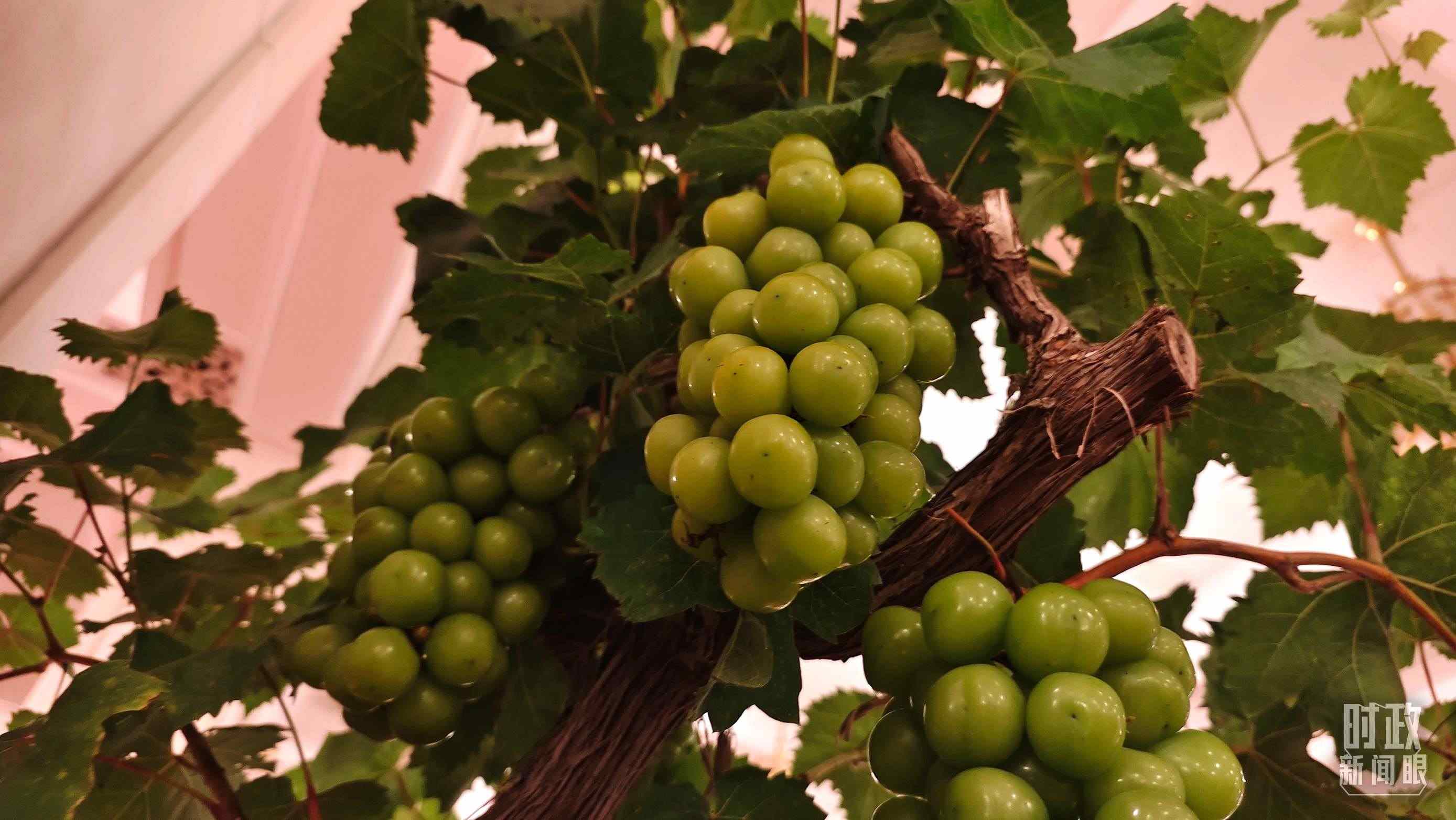  △人民大會堂的盆景，碩果累累。（總臺央視記者韓銳拍攝）