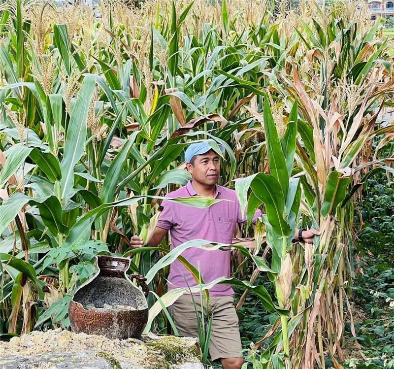 不是攀登石林高臺(tái)，就是鉆入玉米莊稼地，吉爾吉斯斯坦《自由之山報(bào)》總編輯納拉雷·阿桑巴耶夫“身手不凡”，與生長(zhǎng)旺盛的玉米構(gòu)成了花茂村的鄉(xiāng)間野趣。（張亞欣攝）