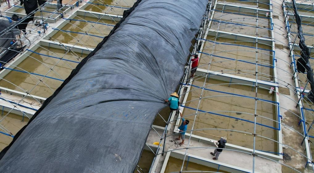 在文昌市翁田鎮(zhèn)的海興農(nóng)翁田蝦苗場，工人重新鋪設頂棚。無人機照片，新華社記者楊冠宇 攝