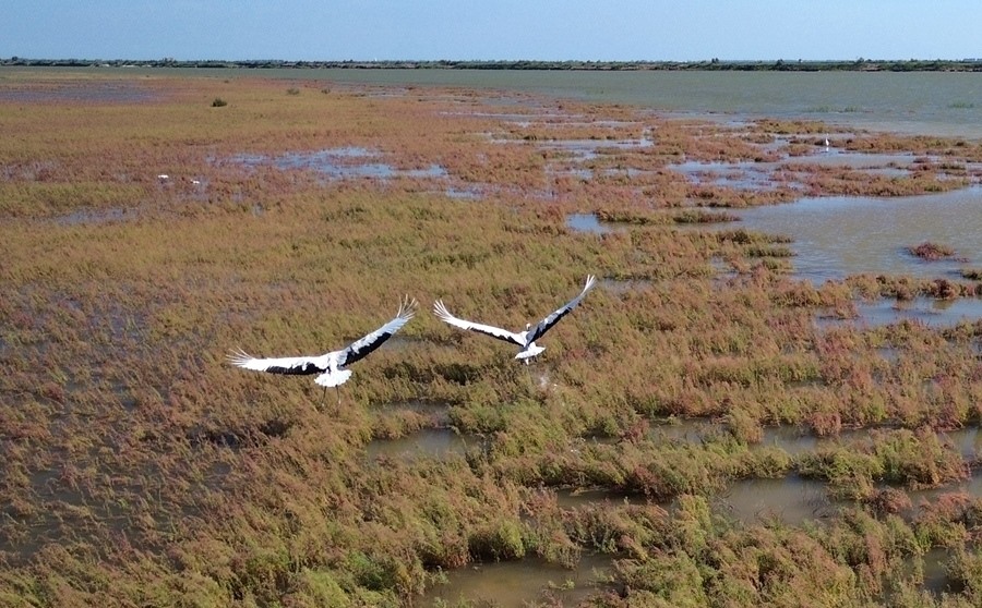 2024年8月28日，丹頂鶴在黃河三角洲國家級自然保護區(qū)展翅翱翔（無人機照片）。新華社記者 徐速繪 攝