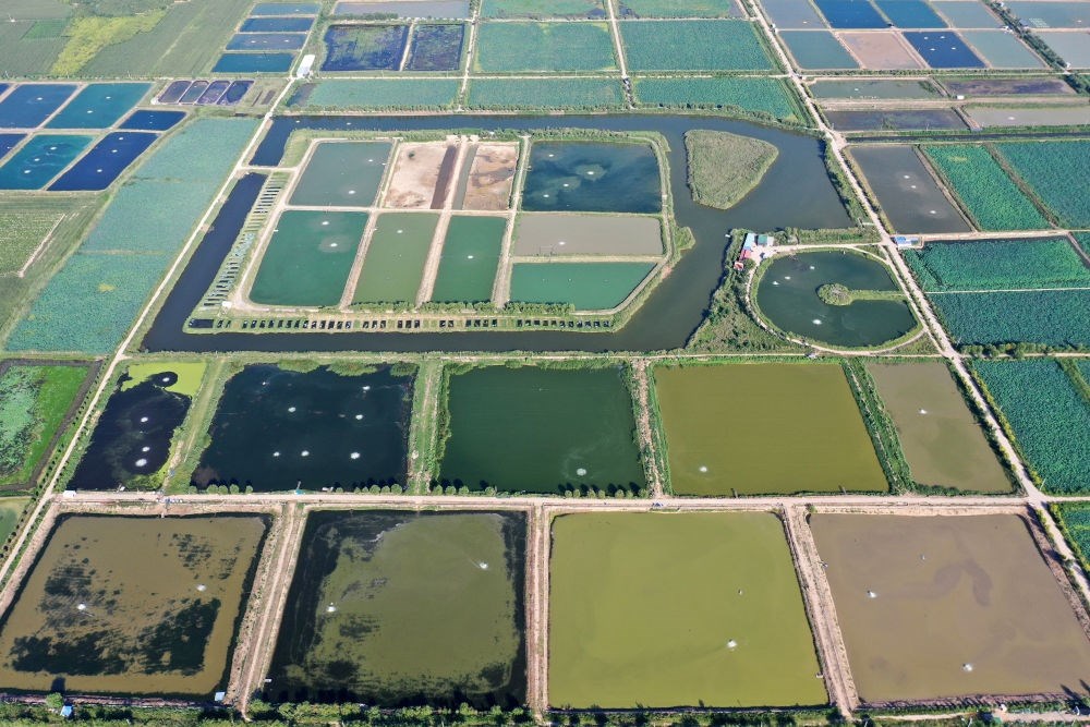 2024年8月13日在山西省臨猗縣薛公村拍攝的蟹塘（無(wú)人機(jī)照片）。薛公村位于黃河岸邊，有5000多畝黃河灘涂和近5000畝荒溝。當(dāng)?shù)赝ㄟ^(guò)將荒溝和灘涂進(jìn)行整合，發(fā)展特色水產(chǎn)養(yǎng)殖，讓守著黃河水、住在黃河灘的薛公村村民有了新的致富路。