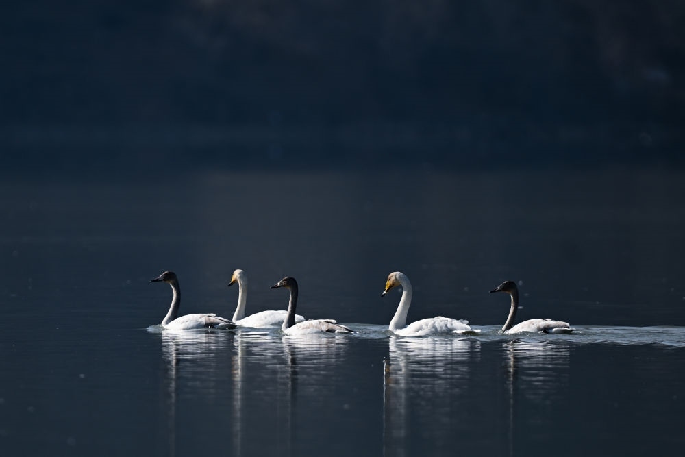 2023年11月30日，天鵝在青海省海東市化隆回族自治縣群科鎮(zhèn)境內(nèi)的黃河上游弋。近年來(lái)，青海省加大力度保護(hù)治理境內(nèi)黃河流域，改善當(dāng)?shù)厣鷳B(tài)環(huán)境，為越冬候鳥(niǎo)提供良好棲息地。