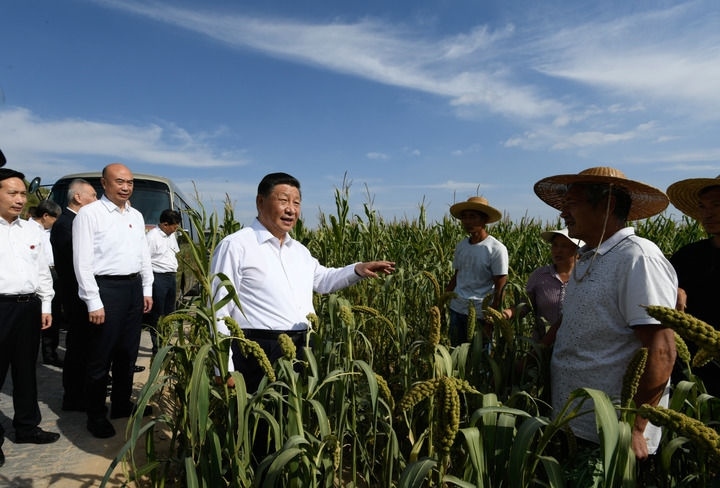 2021年9月13日至14日，中共中央總書記、國家主席、中央軍委主席習(xí)近平在陜西省榆林市考察。這是13日下午，習(xí)近平在米脂縣銀州街道高西溝村臨時下車，察看糧食作物長勢，同正在田間勞作的老鄉(xiāng)拉家常。新華社記者 李學(xué)仁 攝