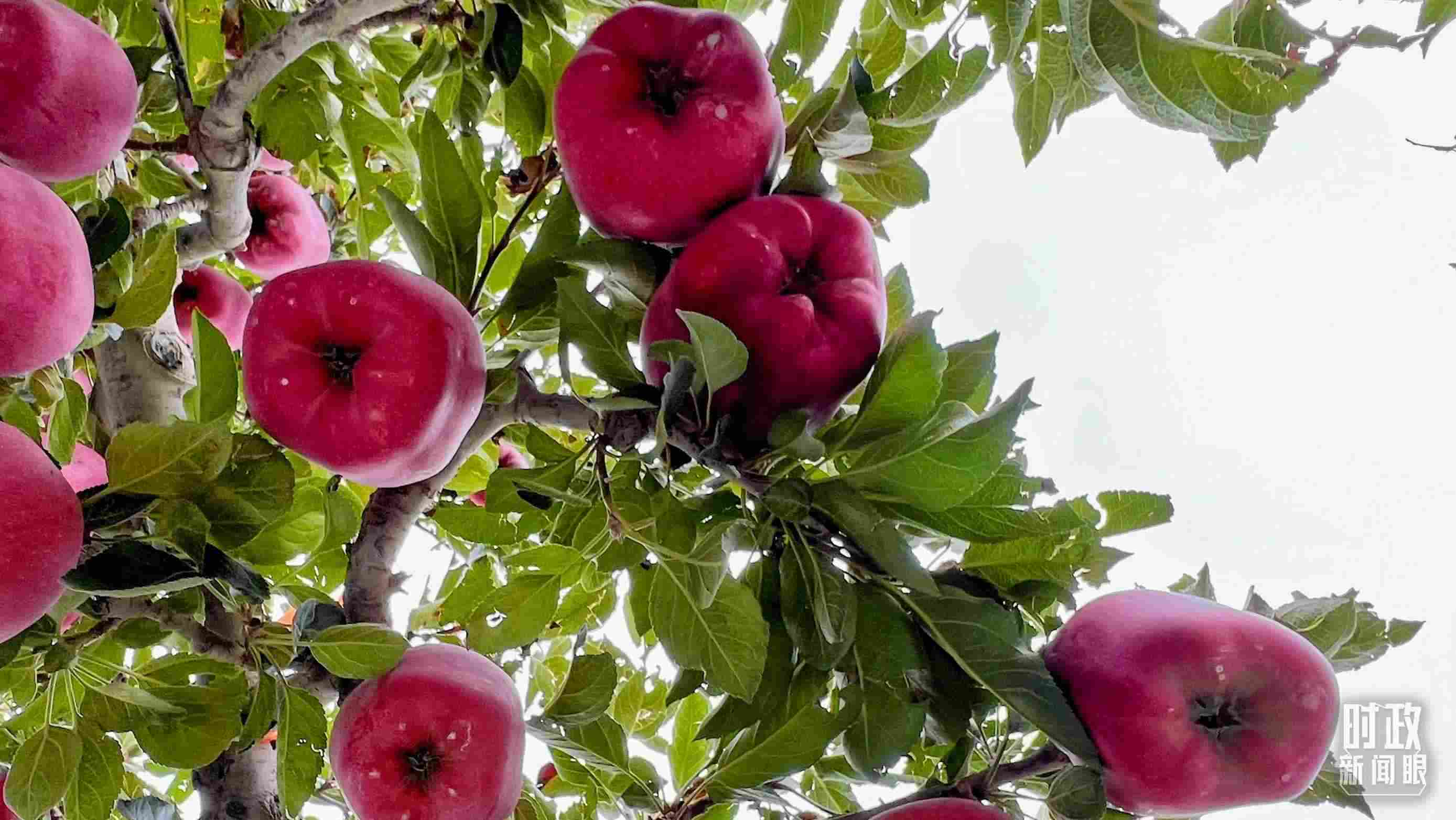 △南山花牛蘋果基地是元帥系蘋果生產(chǎn)基地。（總臺央視記者程鋮拍攝）