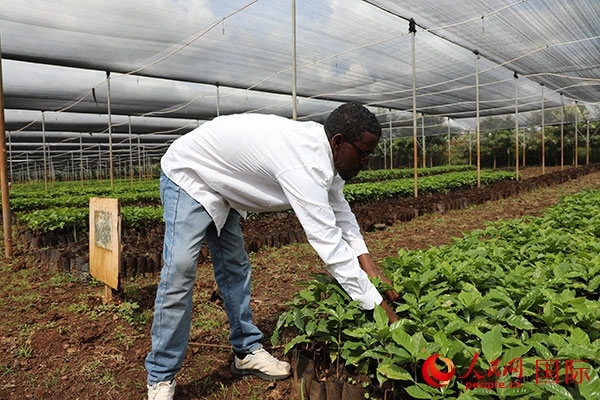 農(nóng)場協(xié)調(diào)員艾哈邁德·耶曼正在檢查咖啡幼苗。人民網(wǎng)記者 沈小曉攝