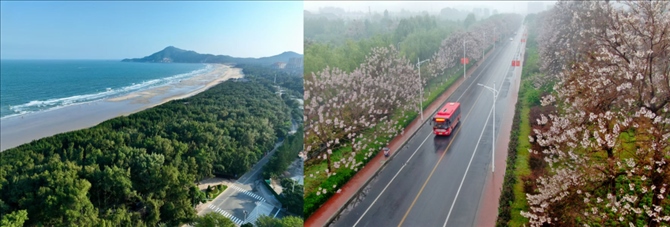 拼版照片：左圖為位于東山縣金鑾灣沿岸的木麻黃防護林帶（無人機照片，新華社記者 姜克紅 攝）；右圖為2021年4月20日在蘭考縣焦裕祿干部學(xué)院附近拍攝的泡桐花（無人機照片，新華社記者 郝源 攝）。