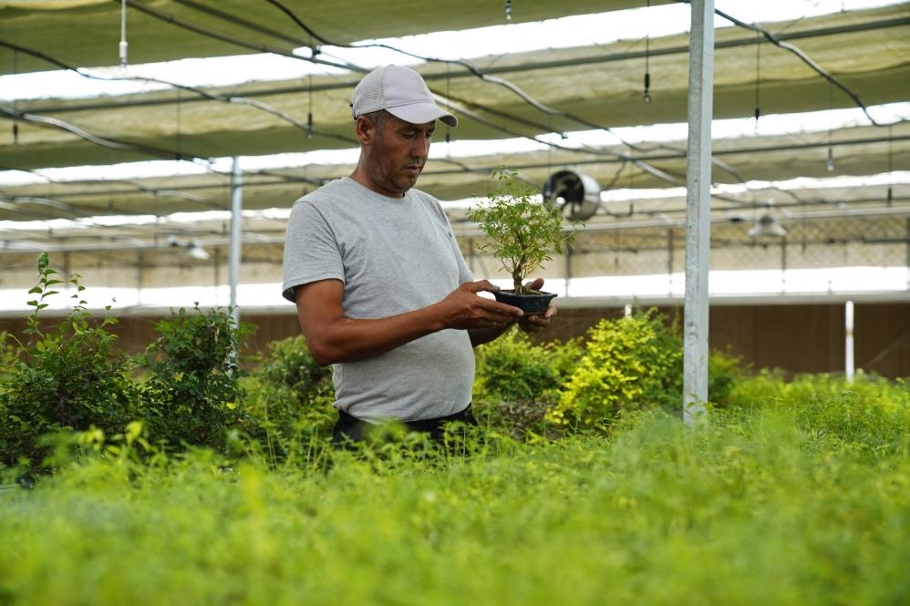 7月28日，在烏茲別克斯坦錫爾河州的上合組織農(nóng)業(yè)基地中烏現(xiàn)代農(nóng)業(yè)科技示范園，工作人員檢查盆栽植物。新華社發(fā)（扎法爾攝）