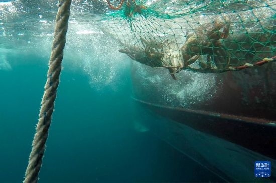 這是俄羅斯蟹業(yè)集團(tuán)的捕撈船進(jìn)行遠(yuǎn)洋捕撈的資料照片。新華社發(fā)（俄羅斯蟹業(yè)集團(tuán)供圖）