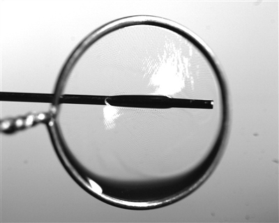 液膜被銅針穿透時仍能保持不破裂。 受訪者供圖