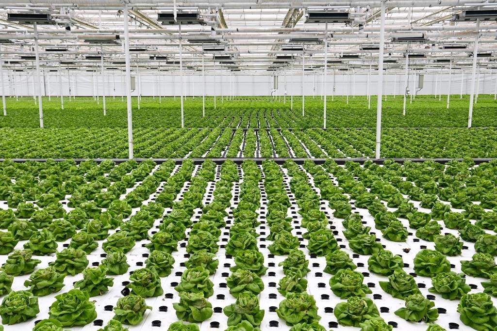 10月26日，楊凌智慧農(nóng)業(yè)示范園智慧溫室內(nèi)通過無土栽培技術(shù)種植的蔬菜。新華社記者 鄒競一 攝