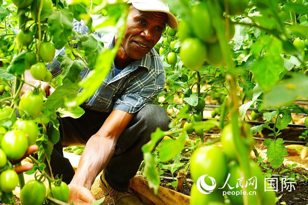 肯尼亞納庫(kù)魯郡，當(dāng)?shù)剞r(nóng)民喬納·卡蘭賈家的溫室大棚里，番茄長(zhǎng)勢(shì)喜人。人民網(wǎng)記者 黃煒鑫攝