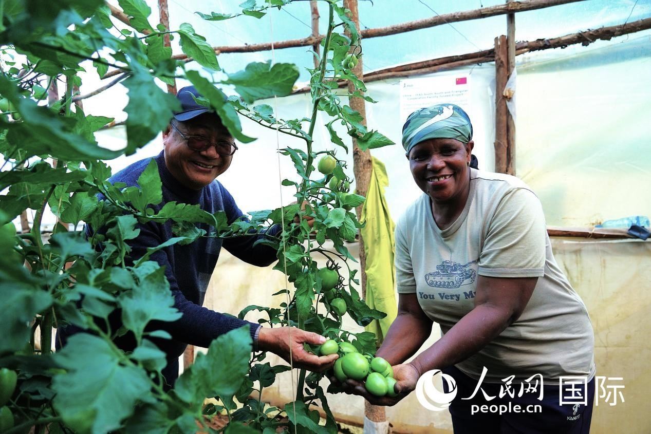 肯尼亞納庫(kù)魯郡，南京農(nóng)業(yè)大學(xué)援非專家劉高瓊和當(dāng)?shù)剞r(nóng)民瑪麗·姆旺吉在溫室大棚里查看番茄種植情況。人民網(wǎng)記者 黃煒鑫攝