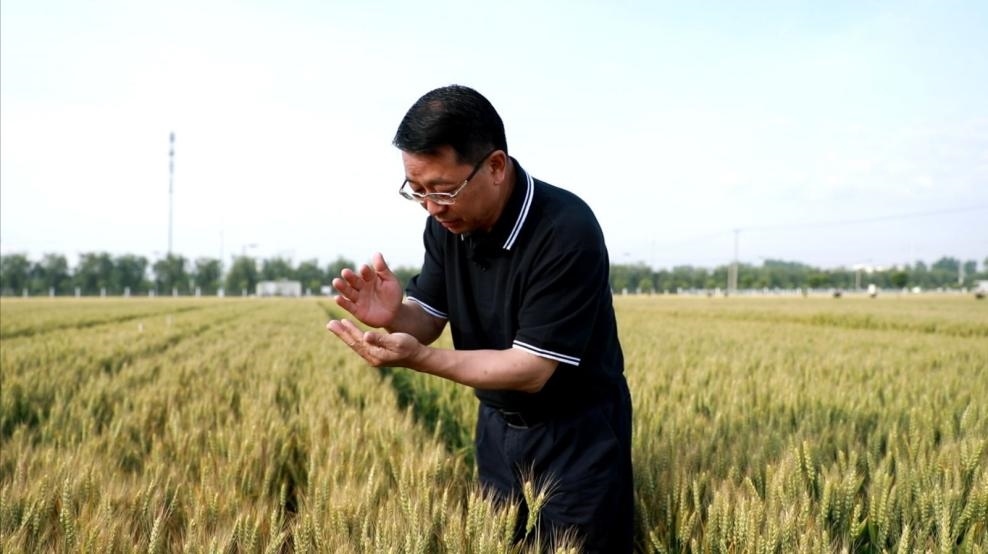 張福鎖在曲周查看小麥長勢。受訪者供圖