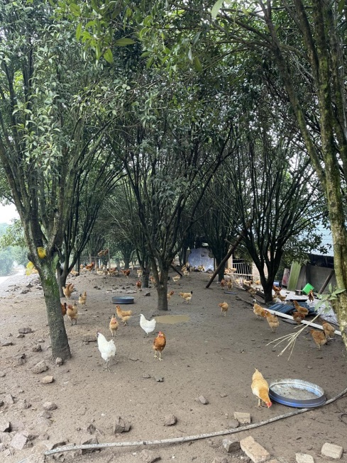 桂花林里的桂飛雞。劉軍國(guó)攝