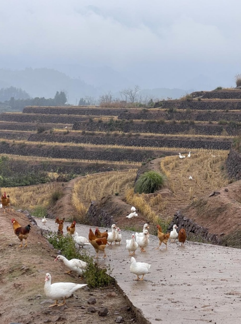 樨鄉(xiāng)記生態(tài)農(nóng)莊一隅。劉軍國(guó)攝