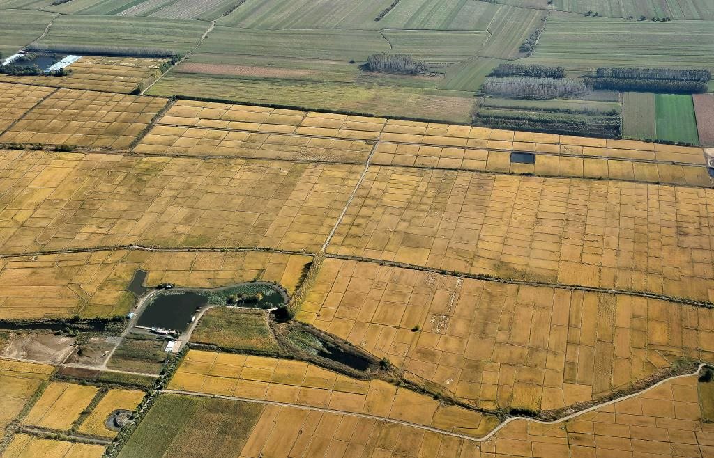 俯瞰黑龍江省哈爾濱市一處稻田（10月2日攝，無(wú)人機(jī)照片）。新華社記者 孫曉宇 攝