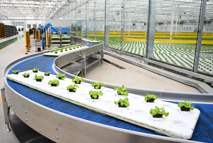 2024年12月12日在內(nèi)蒙古鄂爾多斯市達(dá)拉特旗內(nèi)蒙古現(xiàn)代數(shù)字農(nóng)業(yè)科技產(chǎn)業(yè)園拍攝的生菜苗。 新華社記者 貝赫 攝