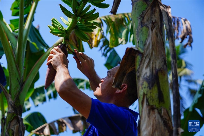 12月23日，中國熱帶農(nóng)業(yè)科學(xué)院專家趙增賢在斯里蘭卡馬坎杜拉為當(dāng)?shù)剞r(nóng)戶做技術(shù)示范。新華社記者 陳冬書 攝