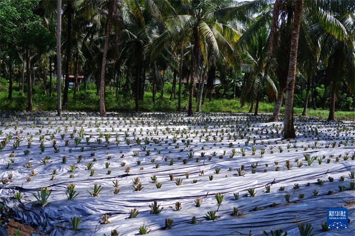 這是12月23日在斯里蘭卡馬坎杜拉拍攝的農(nóng)民里尚·普爾納的菠蘿田。新華社記者 陳冬書 攝