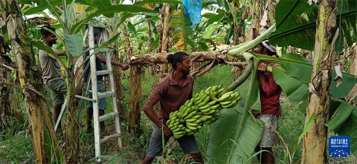 12月28日，在斯里蘭卡馬坎杜拉，當(dāng)?shù)剞r(nóng)民收獲香蕉。新華社發(fā)（中國、聯(lián)合國糧農(nóng)組織與斯里蘭卡南南合作項(xiàng)目專家組供圖）