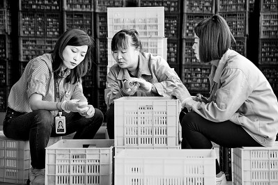 為拓展柿子產(chǎn)業(yè)發(fā)展新途徑，在陜西富平淡村鎮(zhèn)，歸國留學(xué)生王薇參與創(chuàng)建了一座柿酒酒莊。新華社發(fā)