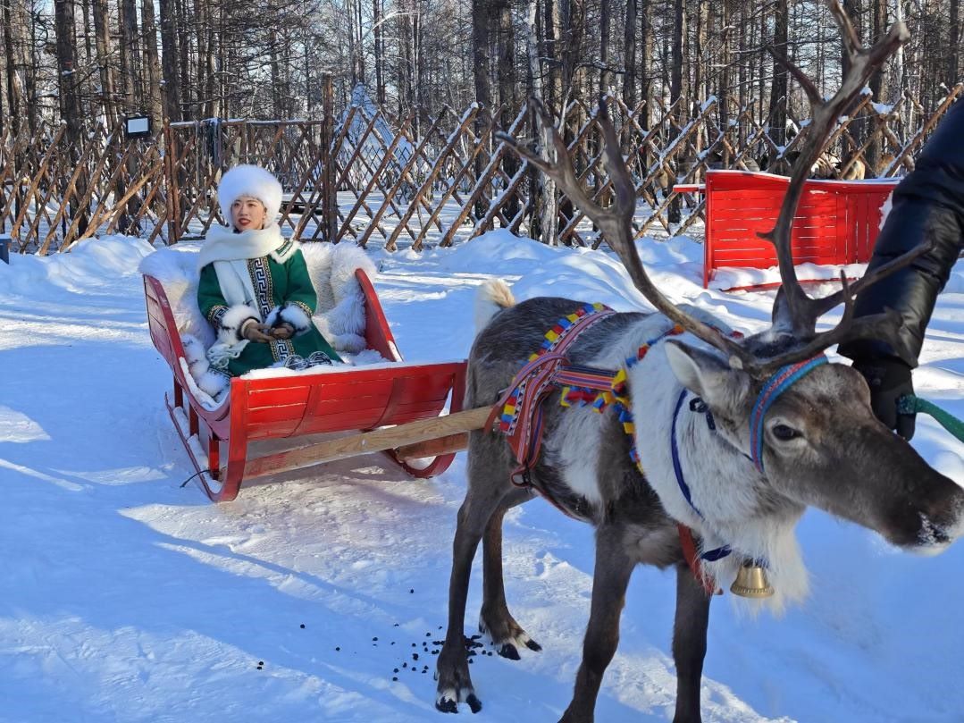 游客體驗(yàn)馴鹿拉雪橇。人民網(wǎng)記者 苗陽攝