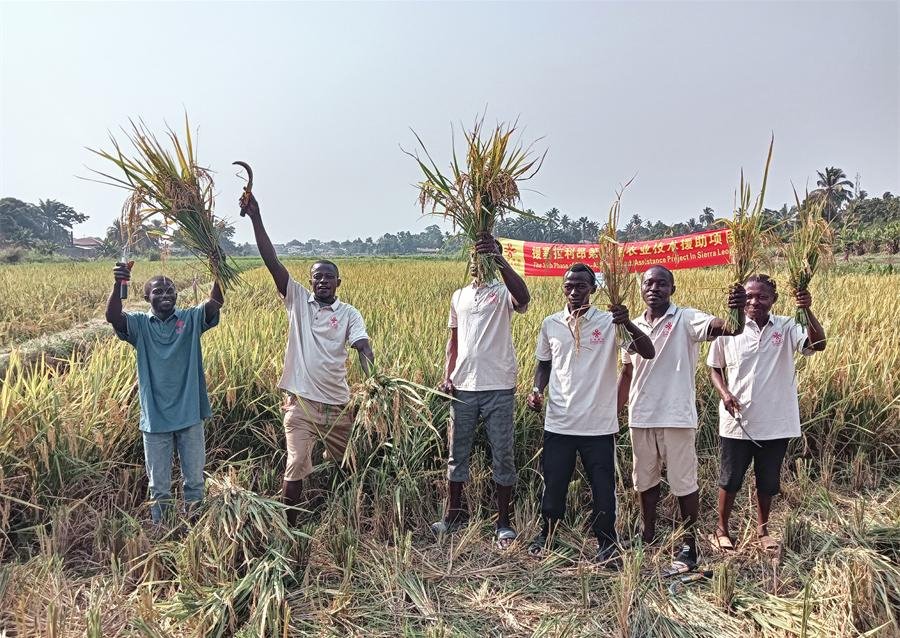 當(dāng)?shù)卮迕裾故窘衲甑乃痉N植成果。中國援塞農(nóng)業(yè)專家組供圖