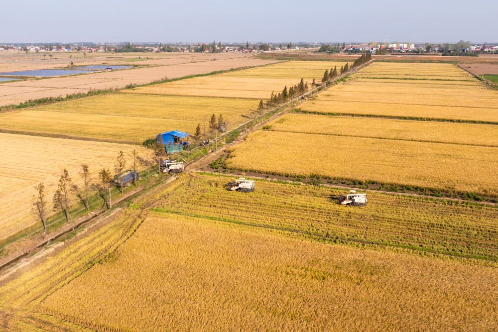 2024年11月1日，在湖南華容縣團洲垸，村民駕駛收割機收獲水稻（無人機照片）。新華社記者陳思汗 攝