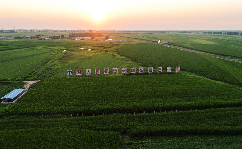 2020年7月23日拍攝的吉林省梨樹縣國家百萬畝綠色食品原料（玉米）標(biāo)準(zhǔn)化生產(chǎn)基地核心示范區(qū)（無人機照片）。新華社記者 許暢 攝