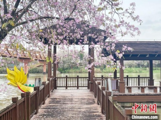 3月7日，廣州海珠國(guó)家濕地公園宮粉紫荊花海吸引游人。中新社記者 許青青 攝
