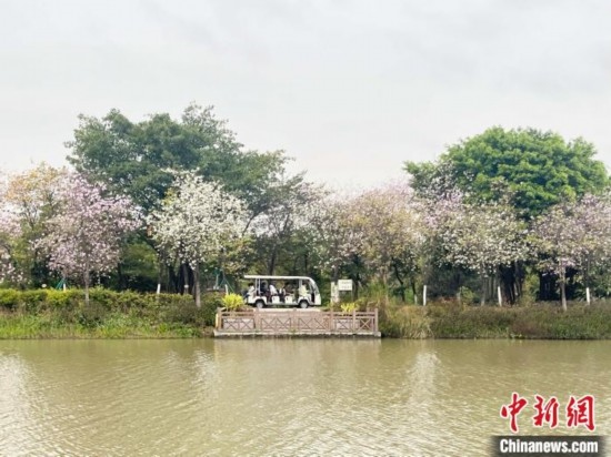 3月7日，廣州海珠國(guó)家濕地公園宮粉紫荊花海吸引游人。中新社記者 許青青 攝
