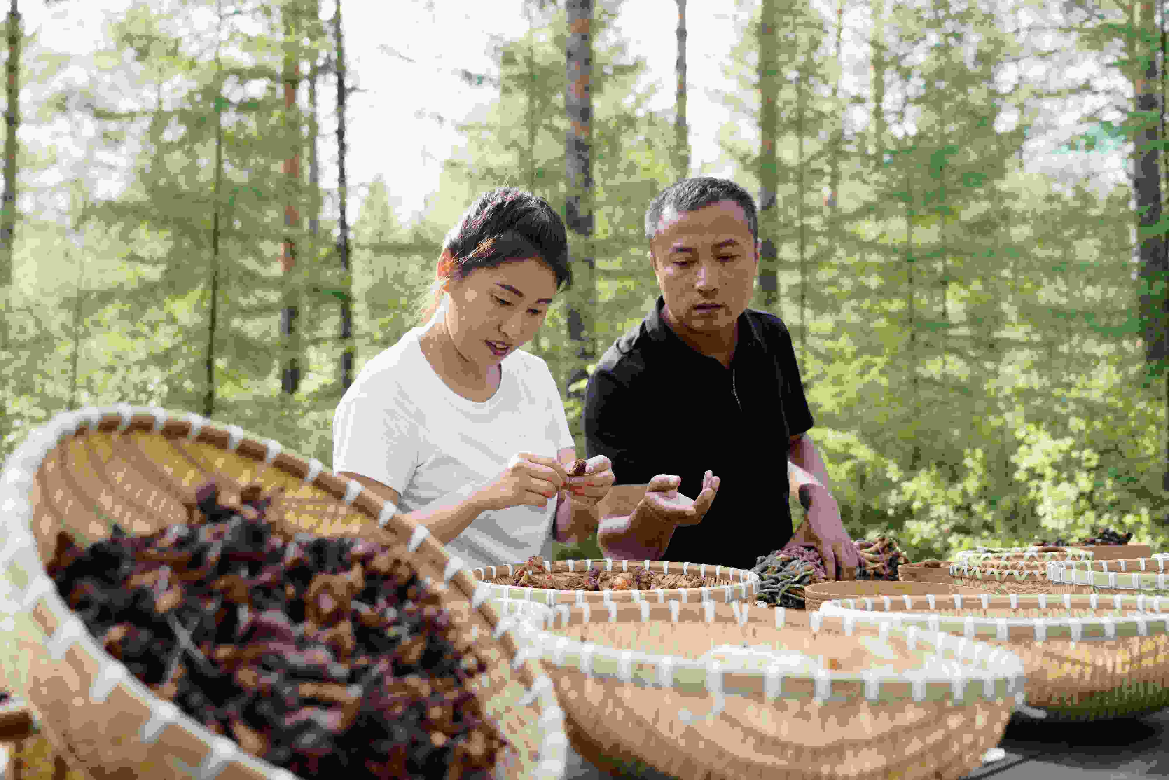 2024年8月6日，黑龍江漠河林場(chǎng)員工正在分揀采集來(lái)的林下產(chǎn)品。