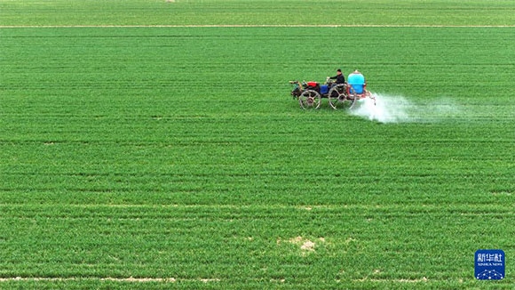 3月14日，在菏澤市鄆城縣郭屯鎮(zhèn)，農(nóng)民在麥田里噴灑除草劑（無人機(jī)照片）。