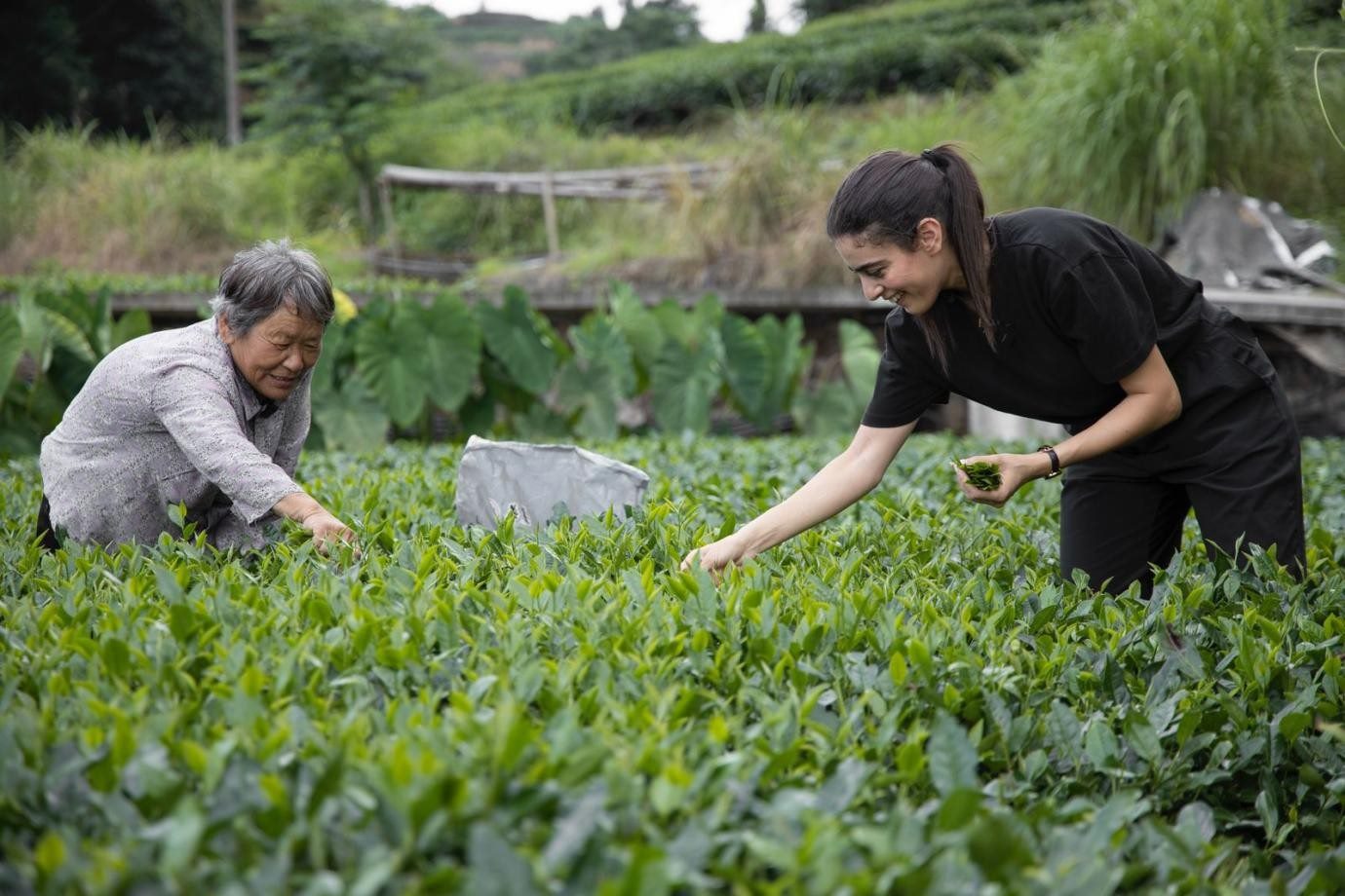 卡友琪在福建采茶。受訪者供圖