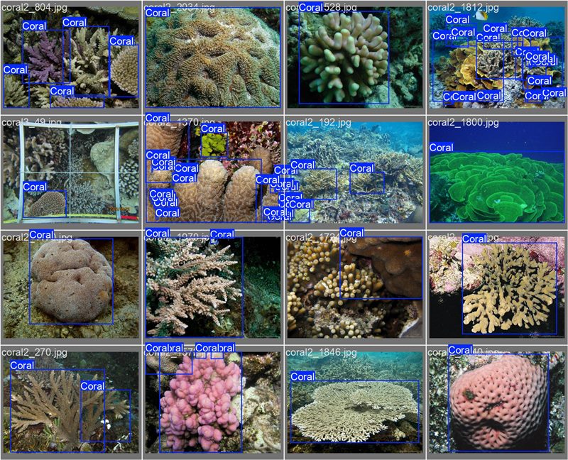 南海珊瑚識別。阿里云供圖