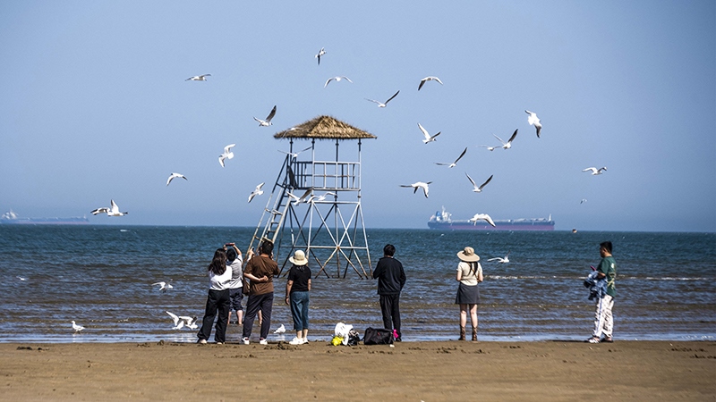 2024年5月12日，河北秦皇島，北戴河鴿子窩公園成群海鷗在天空中自由翱翔，與大海、藍(lán)天構(gòu)成了一幅美麗的畫卷。